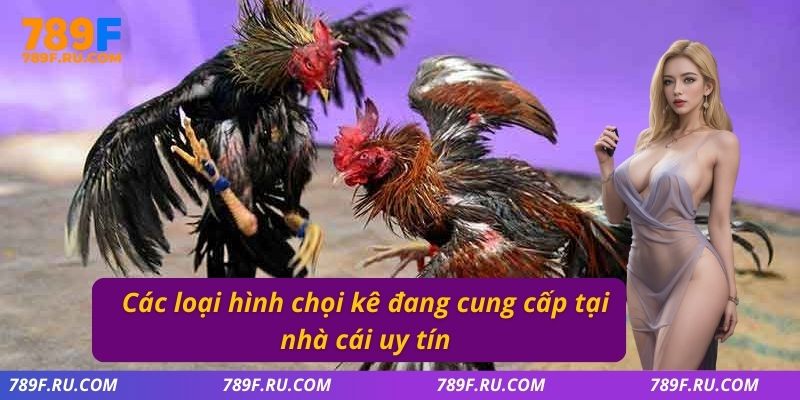 Các loại hình chọi kê đang cung cấp tại nhà cái uy tín