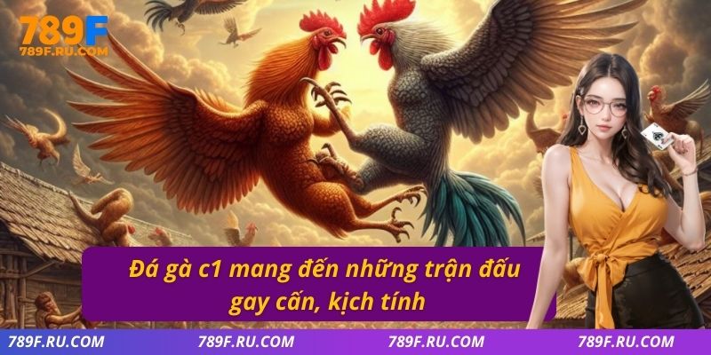Đá gà C1 mang đến những trận đấu gay cấn, kịch tính