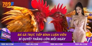 Đá gà trực tiếp bình luận viên