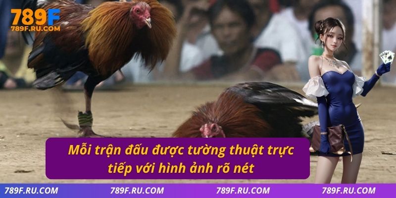 Mỗi trận đấu được tường thuật trực tiếp với hình ảnh rõ nét